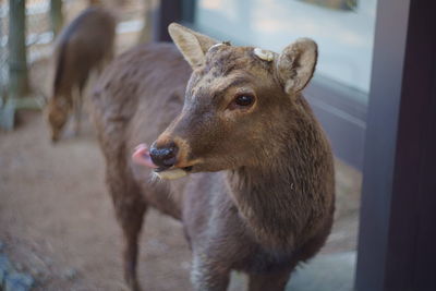 Close-up of deer