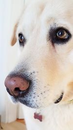 Close-up of dog looking away