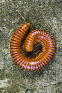 High angle view of shell on sand