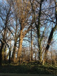 Trees in forest