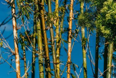 Close-up of plants against blue sky