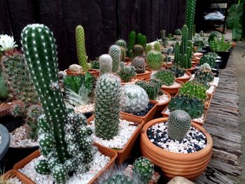 Cactus on wooden background, cactus in pot background