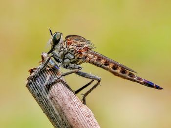 Close-up of dragonfly on twig