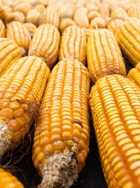 Picture of corn with cobs that driying under the sun light to reduce water content