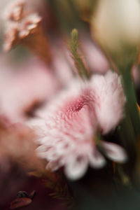 Macro shot of pink flower