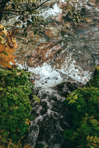 High angle view of moss growing on tree