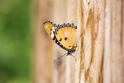 Close-up of butterfly on plant