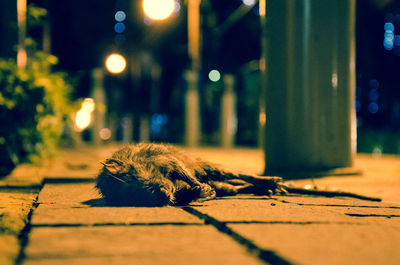 Cat relaxing on street at night