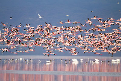 Flock of birds flying over lake