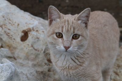 Close-up portrait of cat