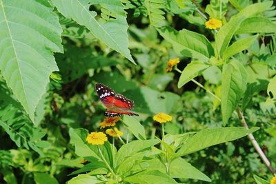 Close-up of butterfly on leaf