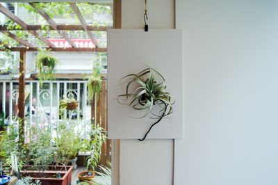 Close-up of potted plant