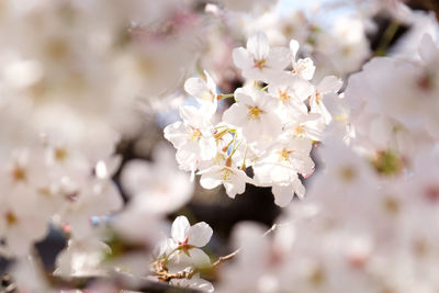 Close-up of fresh white flowers blooming on tree