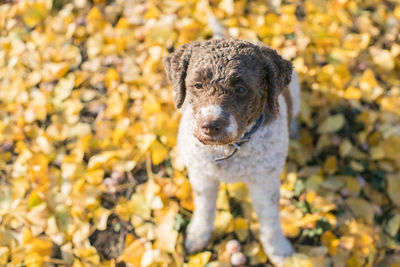 Portrait of a dog