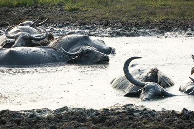 Waterbaffalo taking a mud bath