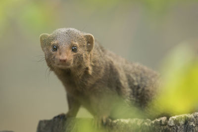 Portrait of dwarf mongoose outdoors