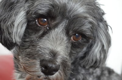 Close-up portrait of dog