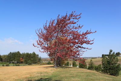 Tree on field against clear sky during autumn