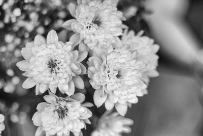 Close-up of flowers blooming