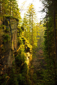 Trees in forest