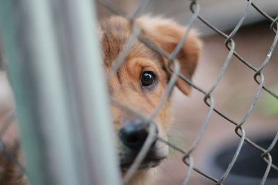 Close-up portrait of dog seen through chainlink fence