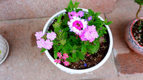 High angle view of potted plants