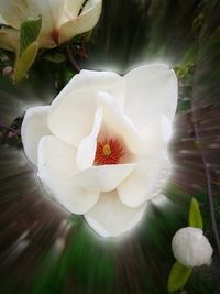 Close-up of white orchid