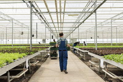 Rear view of people walking in greenhouse