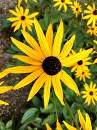 Close-up of sunflower