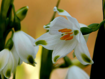 Close-up of white flowering plant