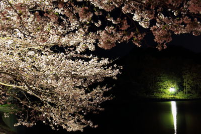 Trees in the dark