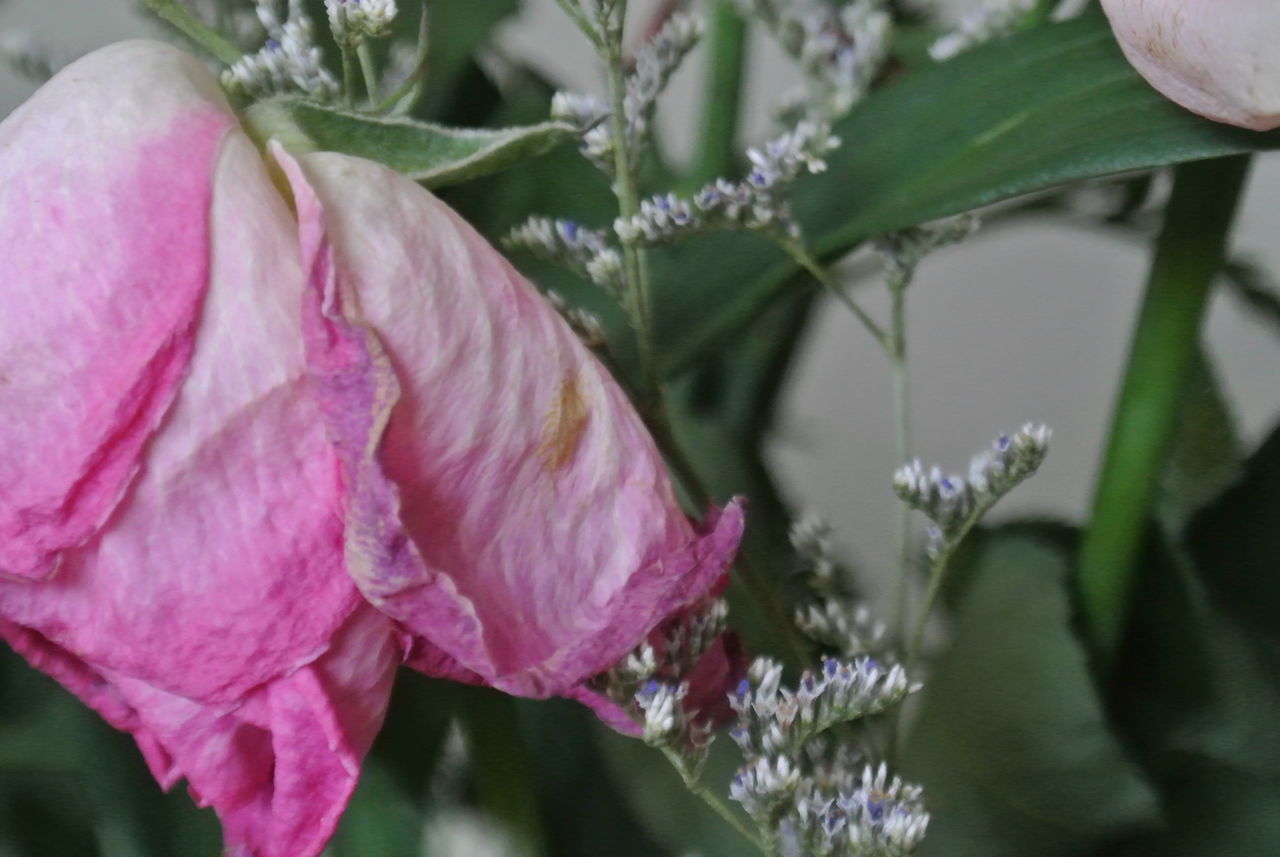 CLOSE-UP OF PINK ROSE PLANT