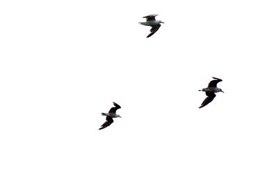 Low angle view of birds flying in sky