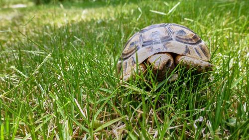 Close-up of turtle in grass