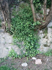 Moss growing on tree trunk