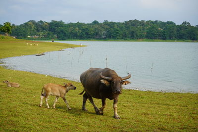 The water buffalo or bubalus bubalis, also called the asiatic buffalo, a large bovid originating.