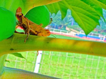 Close-up of insect on leaves