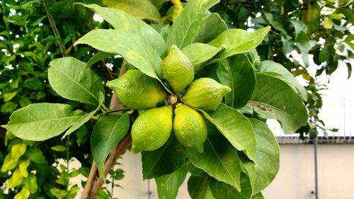 Close-up of fruits growing on tree