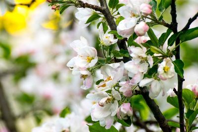 Close-up of white flowers blooming on tree