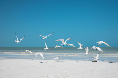 Seagulls flying over sea