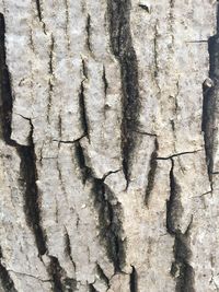 Close-up of tree trunk