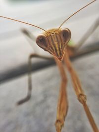 Close-up of insect