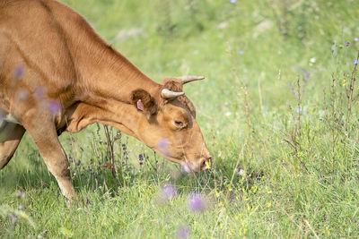 Cow standing in a field