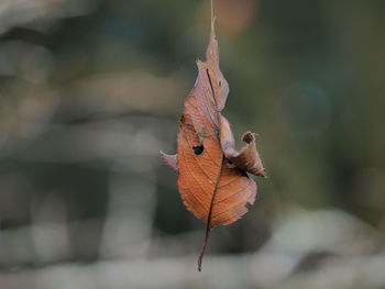 Close-up of butterfly on leaf