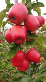 Close-up of cherries growing on tree