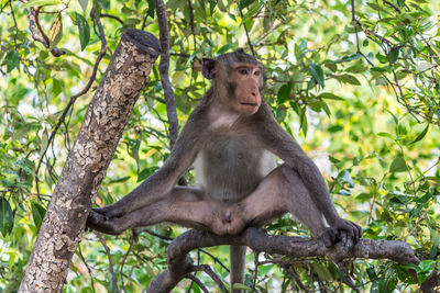 Crab-eating macaque