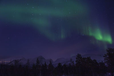 Low angle view of trees against sky at night