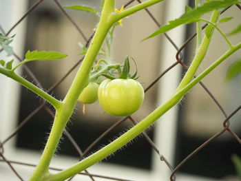 Close-up of fruit growing on plant