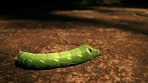 Close-up of green caterpillar on leaf