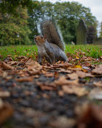 View of squirrel on land looking curious during autumn 